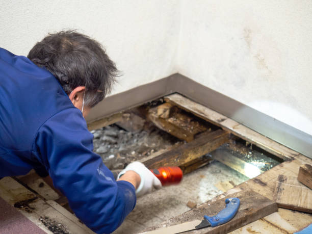 Crawl Space Mold Removal in Jamestown, KY
