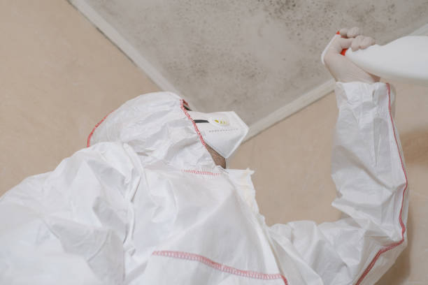 Best Same-Day Mold Removal  in Jamestown, KY