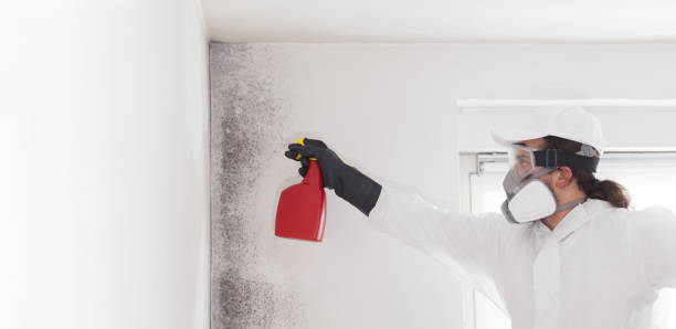 Best Mold Damage Repair  in Jamestown, KY