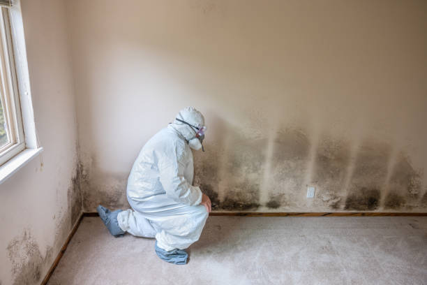 Best Affordable Mold Removal  in Jamestown, KY