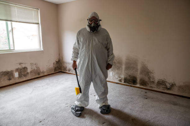 Best Black Mold Removal  in Jamestown, KY