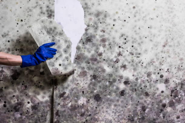 Best Commercial Mold Removal  in Jamestown, KY